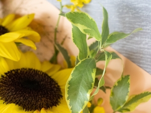 報紙包裝向日葵鮮花束